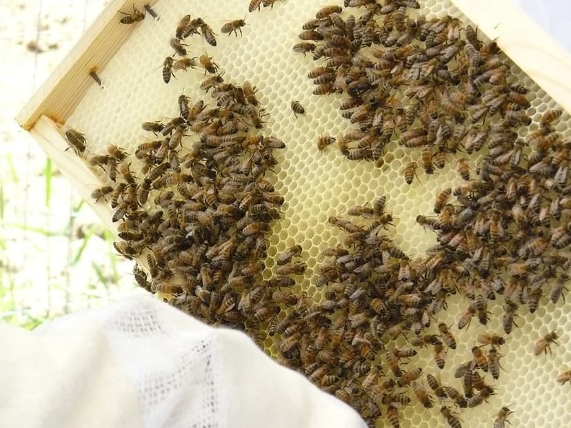 Bees close up | A close up of the GRuB honeybee hive. Photo … | Flickr