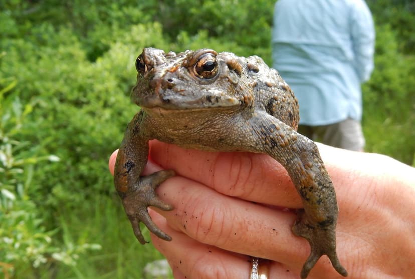 Amphibian Monitoring at Heart Lake - YFMP | Laura Burns, a G… | Flickr