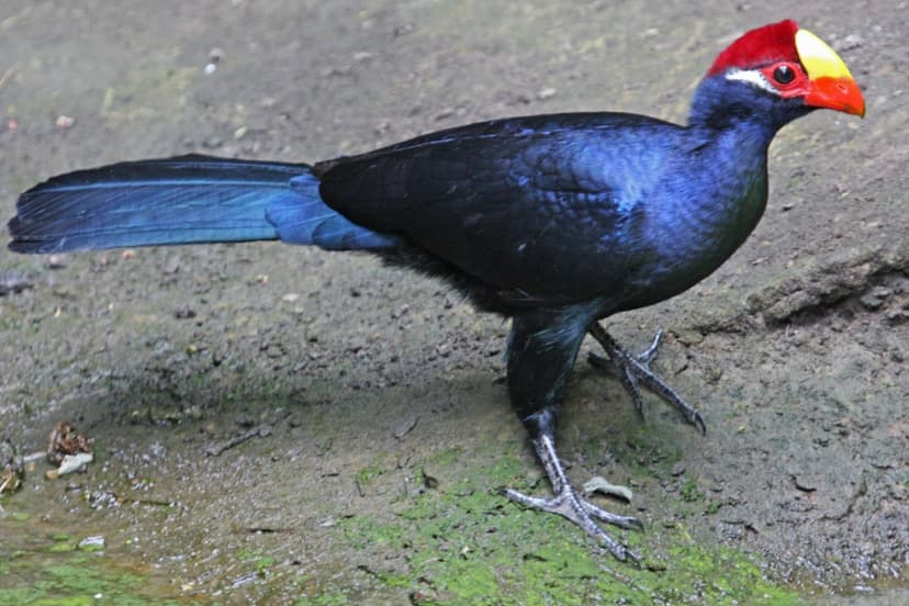 Violet Turaco (Musophaga violacea) | I'd been sat in a hide … | Flickr