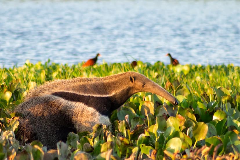 Giant anteater | Oso hormiguero (Myrmecophaga tridactyla) | Flickr