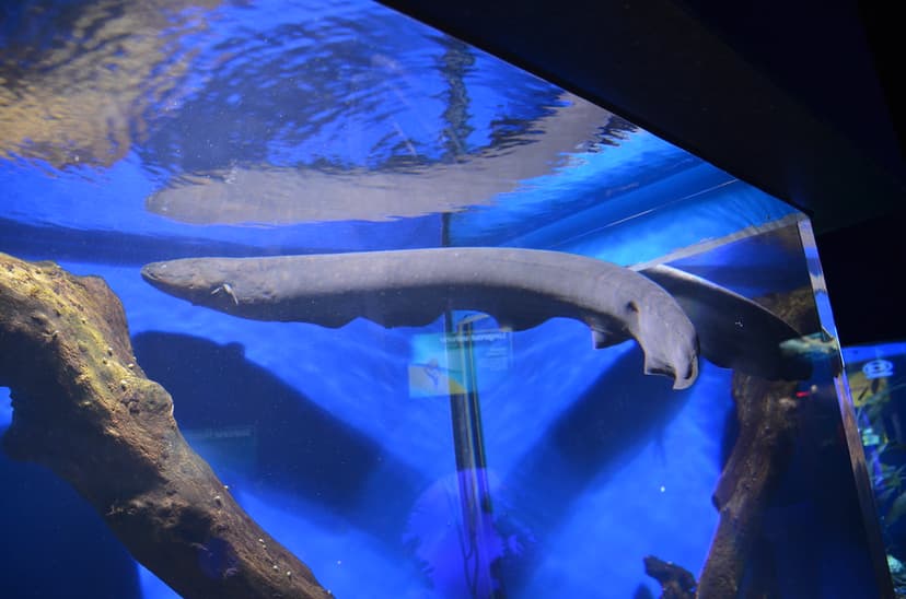 Electric Eel- high voltage, safely in a tank, thank goodne… | Flickr