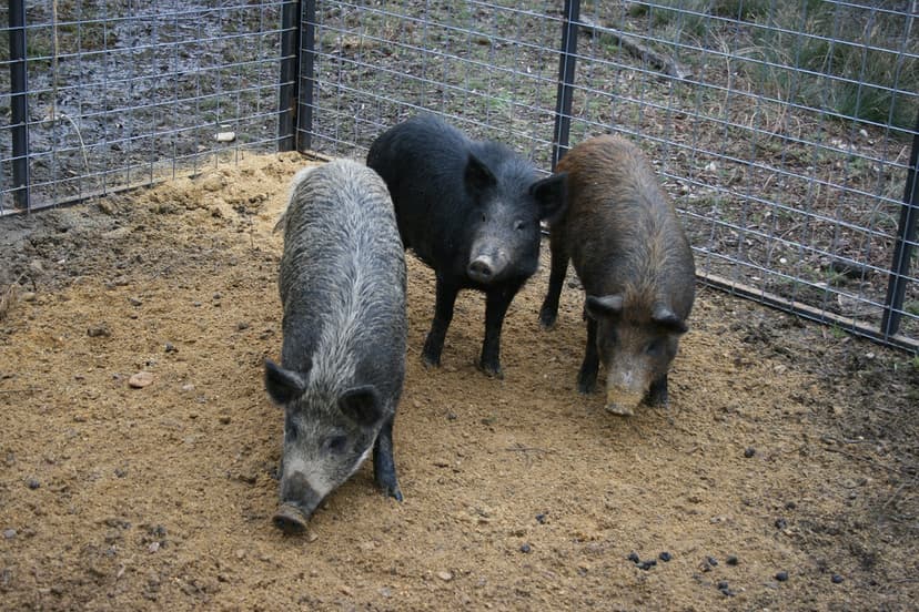 20130507-APHIS-CT-0001 | Relocation of feral swine have resu… | Flickr