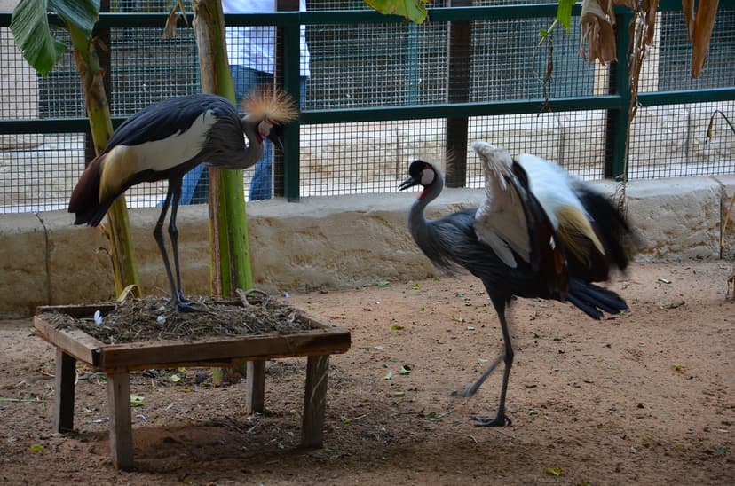 Grey Crowned Crane having a tete a tete | A pair of Grey Cro… | Flickr