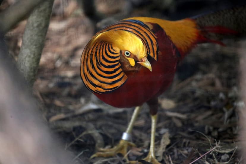 GOLDEN PHEASANT | (Chrysolophus pictus) The Golden Pheasant … | Flickr