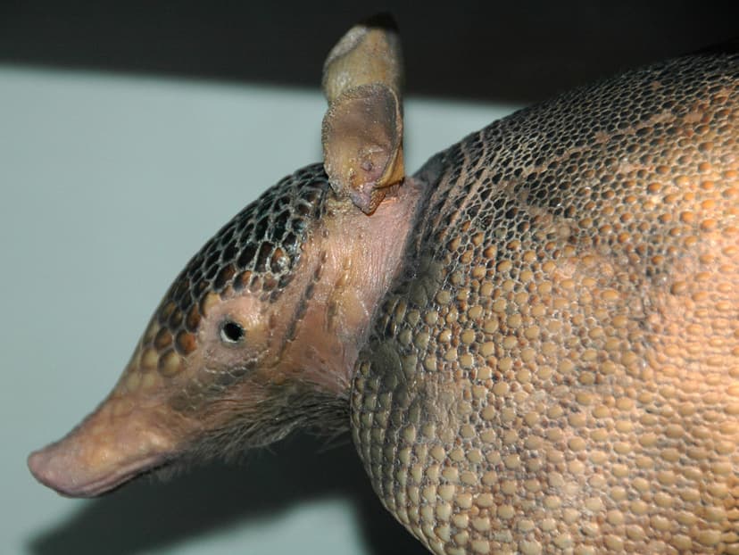 Dasypus novemcinctus (nine-banded armadillo) 2 | Dasypus nov… | Flickr