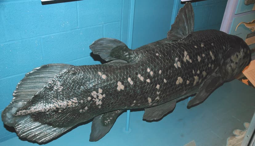 Latimeria chalumnae (model) (coelacanth) 2 | Latimeria chalu… | Flickr