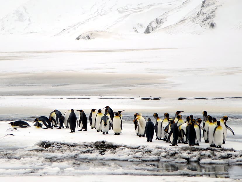 King Penguin Colony | A king penguin colony flourishes on Ri… | Flickr
