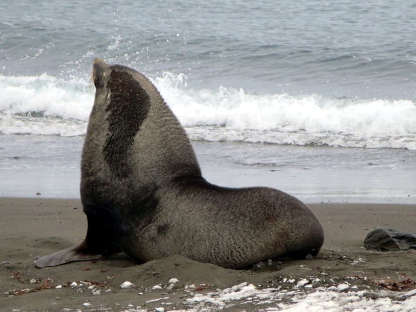 Antarctic Fur Seal | The Antarctic fur seal is quite agile o… | Flickr