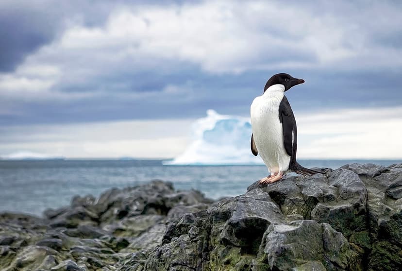 Adélie penguin | An Adelie posing for me in Antarctica ...