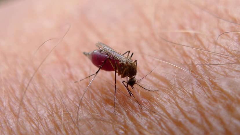 Brown mozzie almost full | A mosquito, a species of Culicida… | Flickr