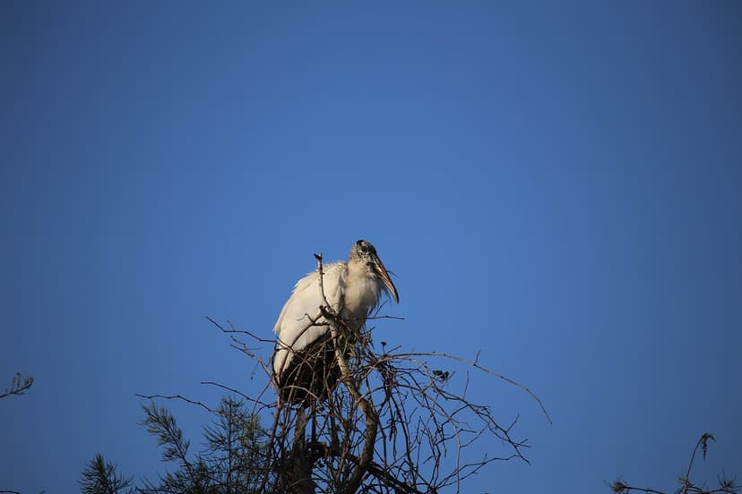 WOOD STORK #2 | FIELD MARKS-large,long-legged bird; white bo… | Flickr
