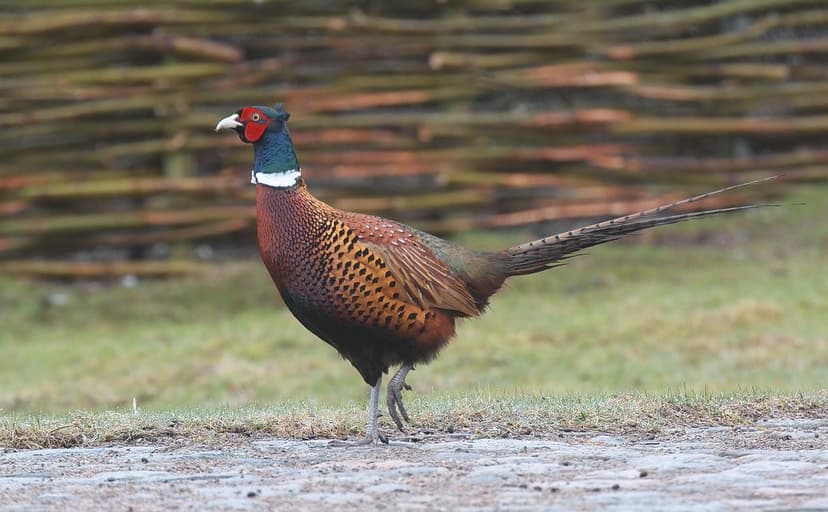 Fasan / Common Pheasant | Scientific name: Phasianus colchic… | Flickr
