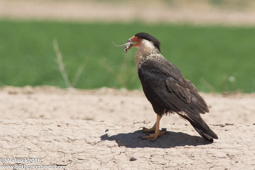 Crested Caracara | Santa Cruz Flats, Pinal County, Arizona | Steve ...