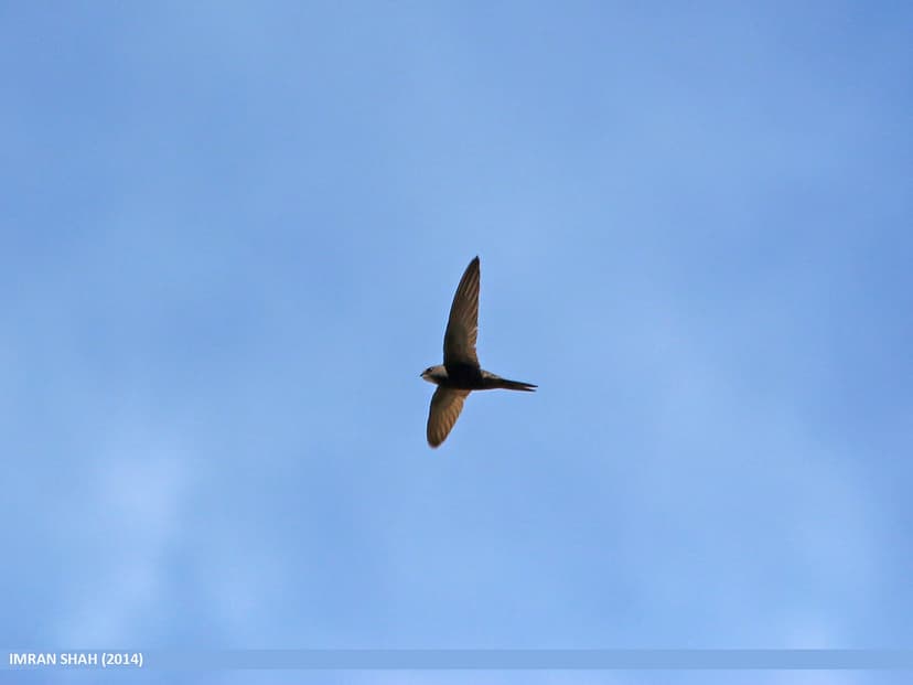 Common Swift (Apus apus) | Common Swift (Apus apus) captured… | Flickr