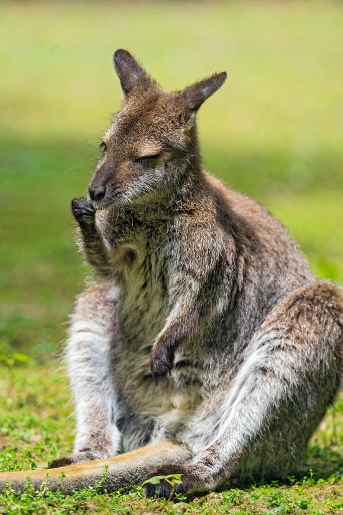 Funny sitting wallaby | A wallaby sitting in a funny positio… | Flickr