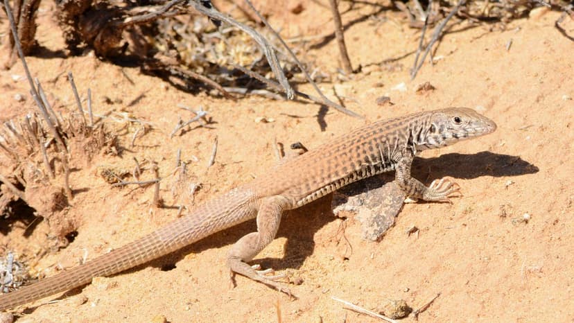 Aspidoscelis tigris | Tiger whiptail foraging in a canyon. M… | Flickr