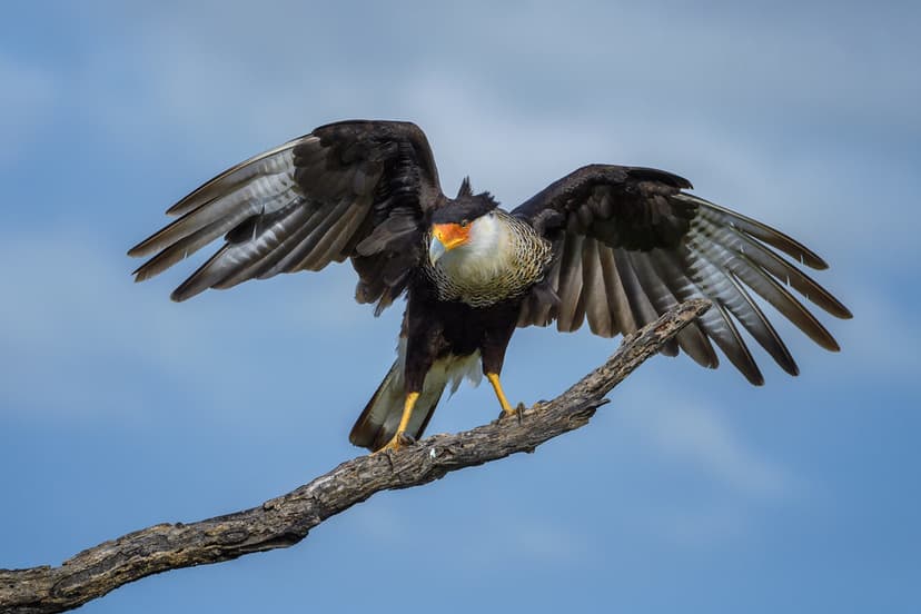 Crested caracara (Caracara cheriway), South Texas | Crested … | Flickr