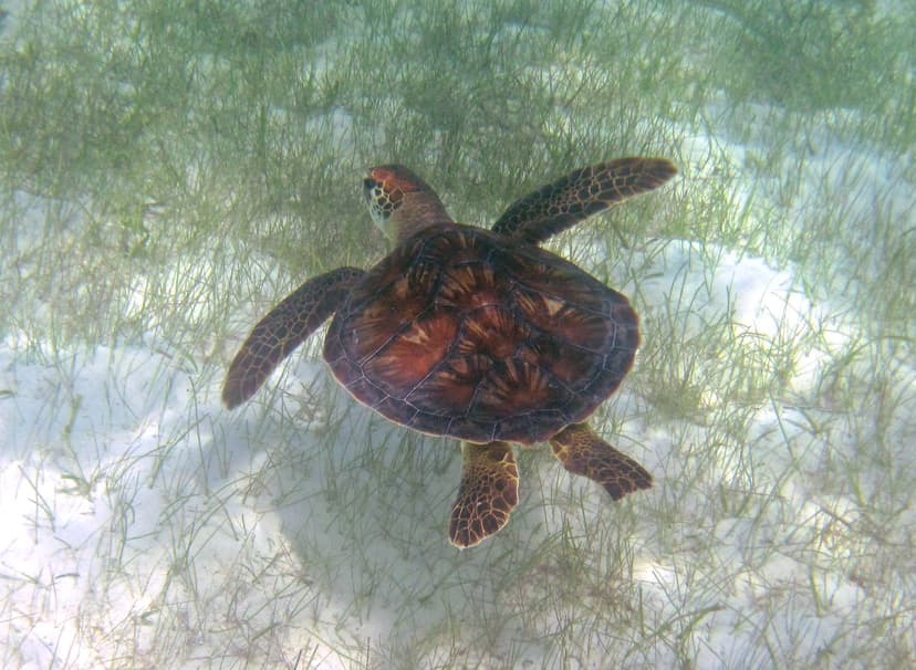 File:Chelonia mydas (green sea turtle) (San Salvador Island ...