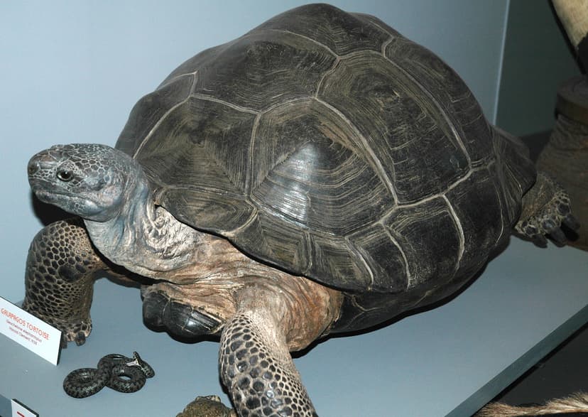 Chelonoidis nigra (Galapagos giant tortoise) | Chelonoidis n… | Flickr
