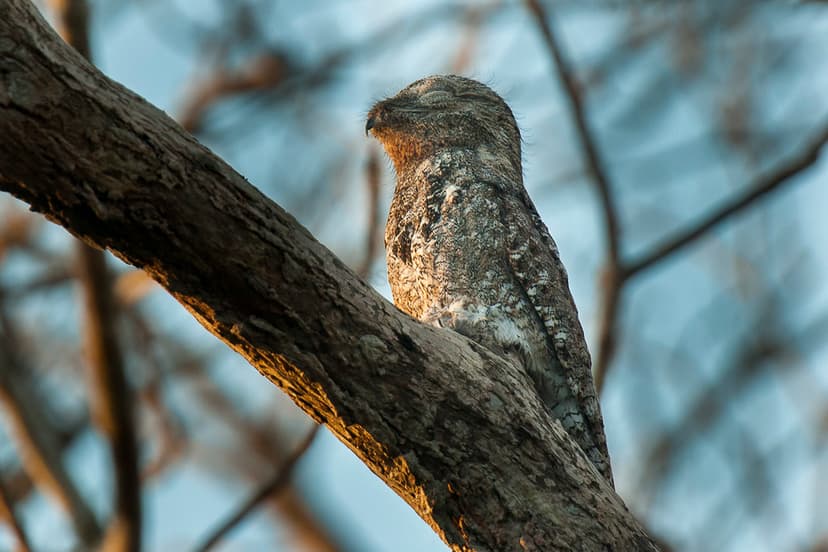 Great Potoo - Pantanal_MG_9254 | Francesco Veronesi | Flickr