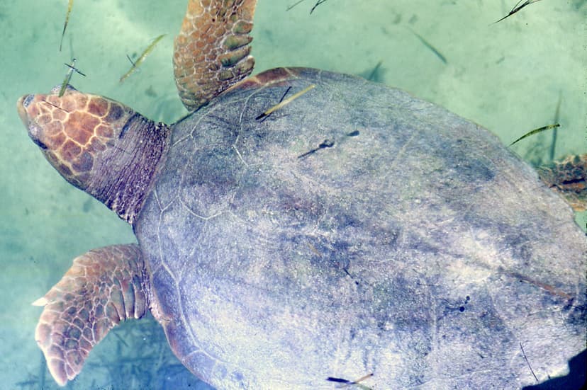 Caretta caretta (loggerhead sea turtle) (Bimini, Bahamas) | Flickr