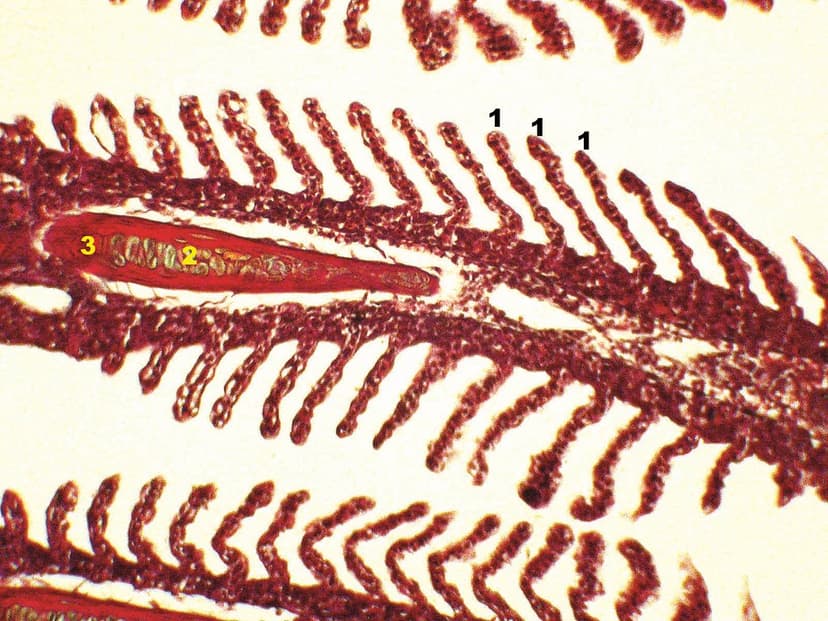 P9a_005_branchies_gills_Onchorhynchus mykiss | Coupe dans un… | Flickr