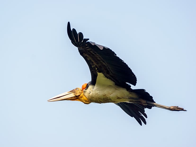 Greater Adjutant (Leptoptilos dubius) | Prek Toal Bird Sanct… | Flickr