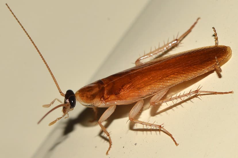 Cockroach visitor | Most years we see a few of these cockroa… | Flickr