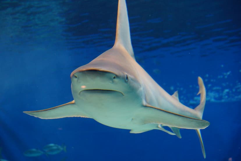 オオメジロザメ Bull shark | ume-y | Flickr