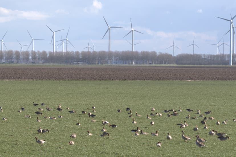 Grazing greylag geese | The Greylag goose (Anser anser, Grau… | Flickr