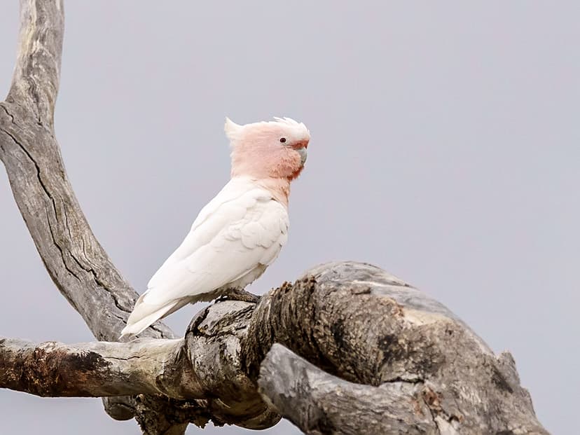 Major Mitchell's Cockatoo (Lophochroa leadbeateri) | Flickr
