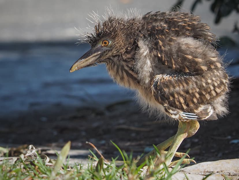 Fallen Nestling Rescue - Black-crowned Night Heron | Flickr