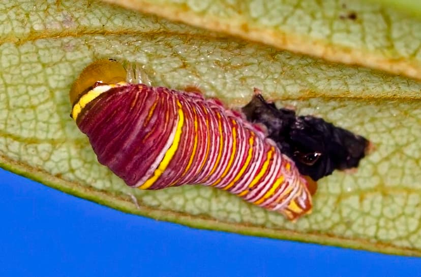 Zebra Swallowtail Butterfly Caterpillar - Eurytides marcel… | Flickr