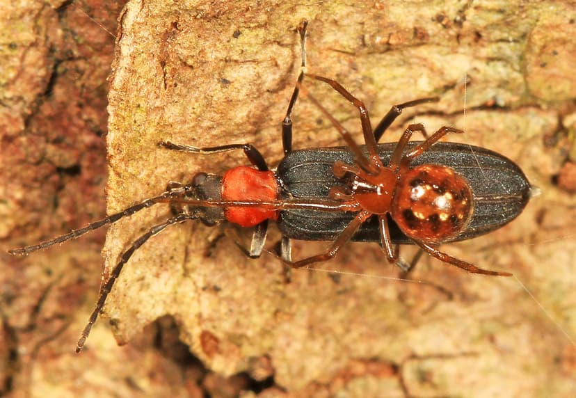 Red-necked False Blister Beetle - Asclera ruficollis and s… | Flickr