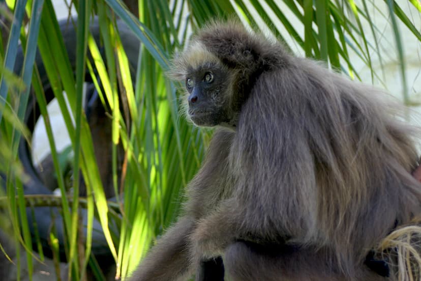 Spider Monkey | Critically endangered species of Brown Spide… | Flickr