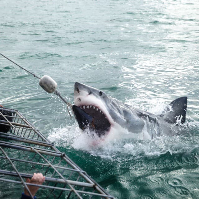 Great white shark spotted in #janbaai and it is so so scar… | Flickr