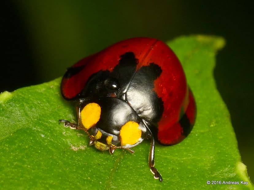 Neda norrisi, Coccinellidae | Andreas Kay | Flickr