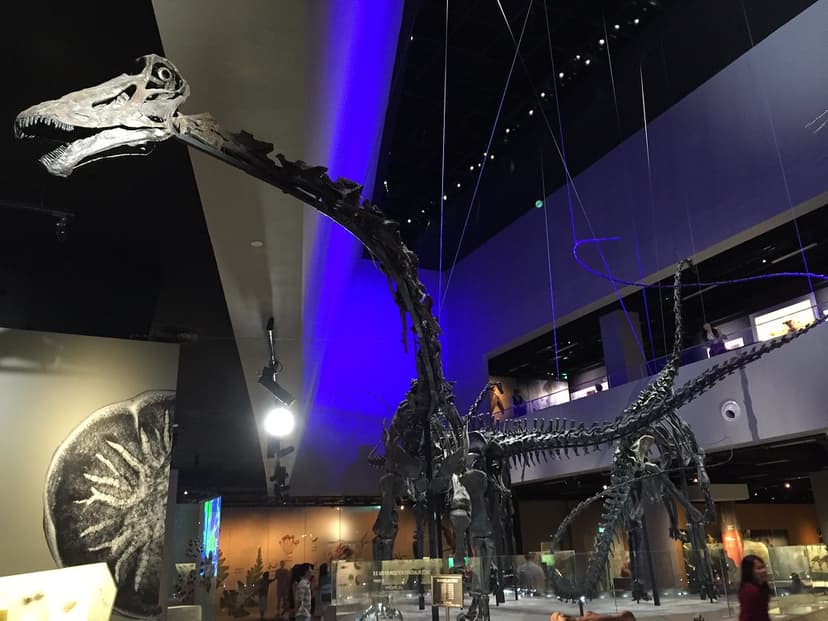 Diplodocid sauropod skeletons, Lee Kong Chian Natural Hist… | Flickr