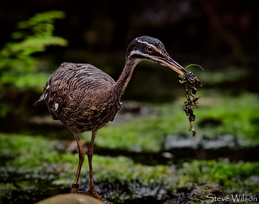 The Sunbittern | SUNBITTERN (Eurypyga helias) Classification… | Flickr