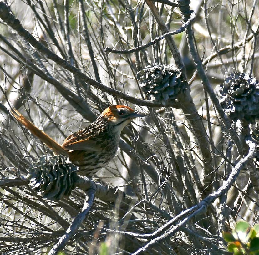 Cape Grassbird (Sphenoeacus afer) in burnt Conebush (Leuca… | Flickr