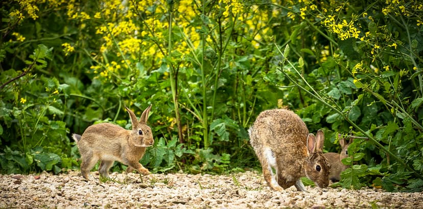 Bunnies | Rabbits are small mammals in the family Leporidae … | Flickr