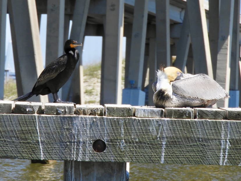 Brown pelican and cormorant | Björn Lammers | Flickr