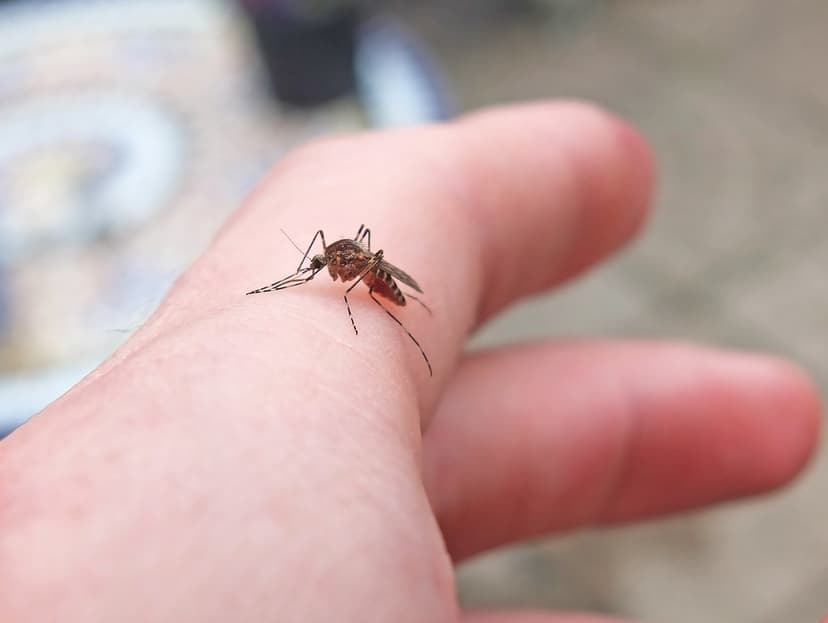 Culiseta annulata (Banded Mosquito) | Kingdom: Animalia Phyl… | Flickr