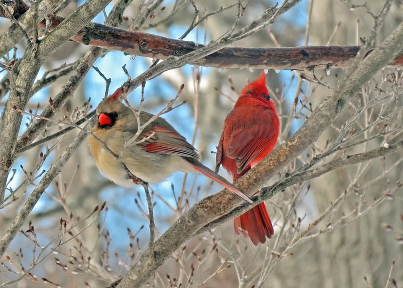 Cardinalis cardinalis (northern cardinals) 15 | "Not Speakin… | Flickr