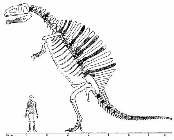 Spinosaurus - Skeletal Reconstruction by Ernst Stromer (19… | Flickr