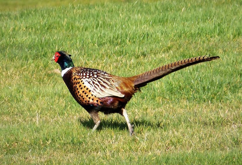 Common Pheasant. Phasianus colchicus ssp torquatus) | Flickr