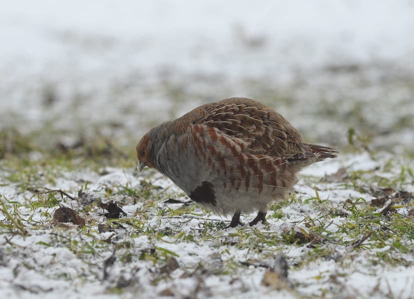 Grey partridge | Perdix perdix | Ekaterina Chernetsova ...