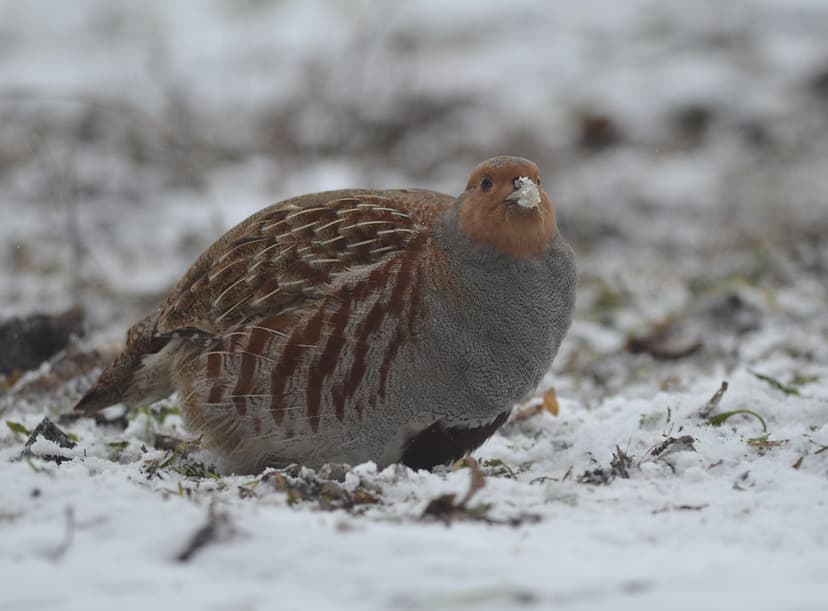 Grey partridge | Perdix perdix | Ekaterina Chernetsova ...