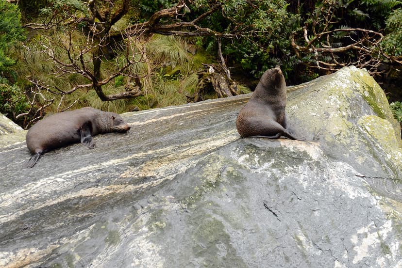 Milford_2018 10 28_2724 | New Zealand Fur Seal or Southern F… | Flickr