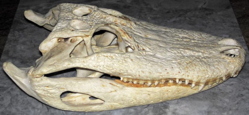 Alligator mississippiensis skull (American alligator) 3 | Flickr